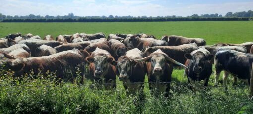 Longhorn cattle locally reared beef Berwick Organics River Severn Shropshire